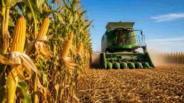 Cosechadora trabajando en un lote de maíz con choclos maduros en campo agrícola argentino bajo cielo despejado.