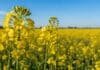 Carinata, camelina y colza: los cultivos de invierno que se suben al boom global de los biocombustibles Cultivo de carinata en plena floración con flores amarillas bajo cielo despejado en un lote agrícola argentino.