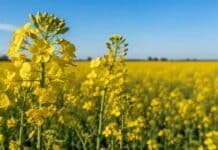 Carinata, camelina y colza: los cultivos de invierno que se suben al boom global de los biocombustibles Cultivo de carinata en plena floración con flores amarillas bajo cielo despejado en un lote agrícola argentino.