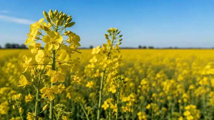 Cultivo de carinata en plena floración con flores amarillas bajo cielo despejado en un lote agrícola argentino.