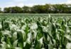 Cómo calcular el nitrógeno y el fósforo que necesita cada planta de maíz según el antecesor y el año climático Cultivo de maíz en pleno desarrollo vegetativo, con hojas verdes y sanas, utilizado para ilustrar nutrición de cultivos y fertilización agrícola.
