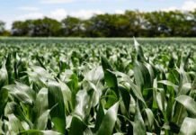 Cómo calcular el nitrógeno y el fósforo que necesita cada planta de maíz según el antecesor y el año climático Cultivo de maíz en pleno desarrollo vegetativo, con hojas verdes y sanas, utilizado para ilustrar nutrición de cultivos y fertilización agrícola.