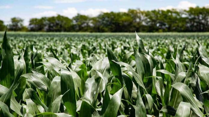 cultivo-maiz-nutricion-fertilizacion-ruralnet Cultivo de maíz en pleno desarrollo vegetativo, con hojas verdes y sanas, utilizado para ilustrar nutrición de cultivos y fertilización agrícola.