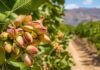 El pistacho se dispara como el nuevo “oro verde” y promete retornos de hasta 20% anual en dólares Rama de pistacho con frutos maduros en plantación agrícola de San Juan bajo condiciones áridas y cielo despejado.