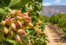El pistacho se dispara como el nuevo “oro verde” y promete retornos de hasta 20% anual en dólares Rama de pistacho con frutos maduros en plantación agrícola de San Juan bajo condiciones áridas y cielo despejado.