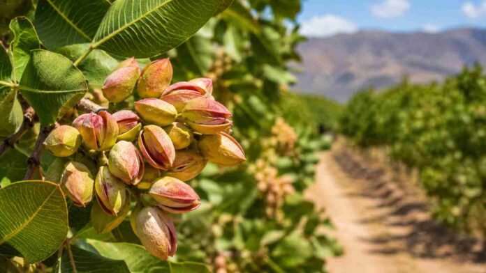 Rama de pistacho con frutos maduros en plantación agrícola de San Juan bajo condiciones áridas y cielo despejado.