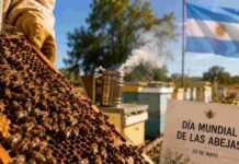 Día mundial de las abejas: El SENASA refuerza la vigilancia sanitaria en apiarios y alerta por el avance del Pequeño Escarabajo de las Colmenas en países vecinos Apicultor revisando colmenas y panales en un apiario argentino durante una jornada de producción de miel y control sanitario de abejas.
