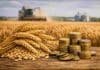 La baja de retenciones al trigo cubre apenas entre el 36% y el 38% de la suba de costos de los últimos tres meses Espigas de trigo doradas junto a pilas de monedas sobre superficie de madera, con cosechadora y silos al fondo