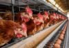 Investigadoras argentinas ganaron el mayor premio avícola de Latinoamérica con una solución biotecnológica contra la salmonella Gallinas ponedoras en una granja avícola industrial con línea de producción de huevos en Argentina.