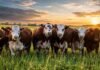 Ganadería argentina en su mejor momento: retención de vientres, feedlots llenos y precios récord en pesos y dólares Rodeo bovino en pastura bajo un cielo de atardecer con nubes dramáticas en un campo ganadero argentino.