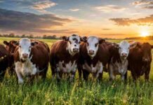 Ganadería argentina en su mejor momento: retención de vientres, feedlots llenos y precios récord en pesos y dólares Rodeo bovino en pastura bajo un cielo de atardecer con nubes dramáticas en un campo ganadero argentino.