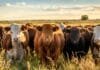 El Gobierno reduce la carga tributaria sobre la hacienda de invernada: el impuesto se difiere hasta la venta efectiva del animal gordo Rodeo de ganado bovino en un campo argentino durante el atardecer con pasturas naturales y cielo parcialmente nublado.