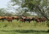 Desaparecieron más de 500 vacunos en Entre Ríos y la Justicia investiga a un veterinario por fraude Rodeo bovino pastando en un campo con monte y árboles, en una zona rural de vegetación natural.