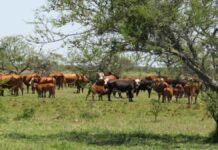 Desaparecieron más de 500 vacunos en Entre Ríos y la Justicia investiga a un veterinario por fraude Rodeo bovino pastando en un campo con monte y árboles, en una zona rural de vegetación natural.