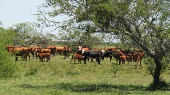 Rodeo bovino pastando en un campo con monte y árboles, en una zona rural de vegetación natural.
