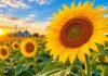 SENASA alerta por el jopo del girasol: cómo prevenir el ingreso de esta plaga en la época de siembra Girasol en primer plano sobre un campo agrícola al atardecer, con silos al fondo y luz cálida de la hora dorada.