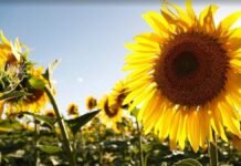 El girasol volvió a sorprender en el sur bonaerense: rindes de hasta 3.400 kg/ha pese al clima extremo Lote de girasol en el sur bonaerense con capítulos desarrollados y cultivo en plena campaña bajo cielo despejado.