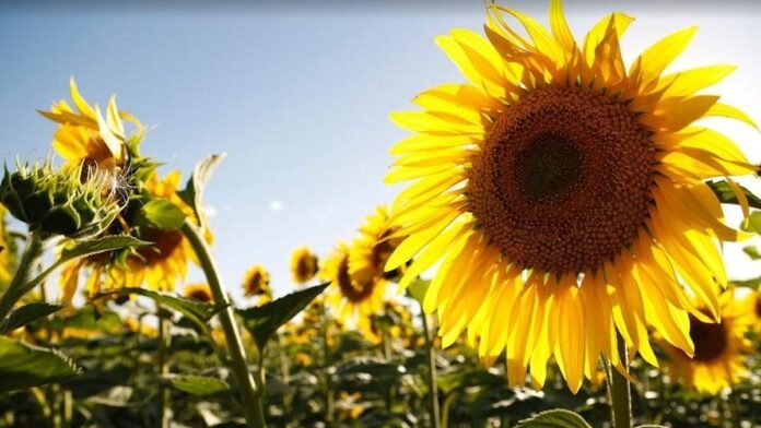 Lote de girasol en el sur bonaerense con capítulos desarrollados y cultivo en plena campaña bajo cielo despejado.