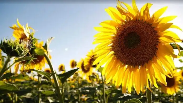 girasol-sur-bonaerense-rindes-cultivo-campo-ruralnet Lote de girasol en el sur bonaerense con capítulos desarrollados y cultivo en plena campaña bajo cielo despejado.