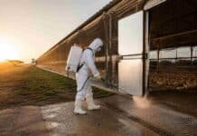 Bioseguridad contra la Influenza Aviar de Alta Patogenicidad (IAAP) Trabajador con equipo de protección desinfectando el ingreso de un galpón en una granja avícola comercial argentina al amanecer, con medidas de bioseguridad y malla antipájaros visibles.