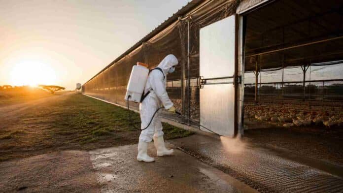 granja-avicola-desinfeccion-bioseguridad-ruralnet Trabajador con equipo de protección desinfectando el ingreso de un galpón en una granja avícola comercial argentina al amanecer, con medidas de bioseguridad y malla antipájaros visibles.