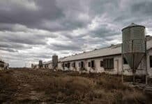 La mayor avícola del país faenó un tercio de lo que podía y sus productores no saben si van a cobrar Galpones avícolas vacíos y silos abandonados en una zona rural de Argentina bajo un cielo nublado y ambiente desolado