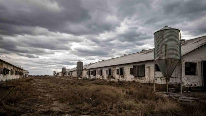 granjas-avicolas-vacias-campo-argentino-ruralnet Galpones avícolas vacíos y silos abandonados en una zona rural de Argentina bajo un cielo nublado y ambiente desolado