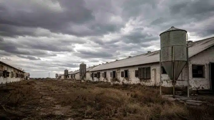 Galpones avícolas vacíos y silos abandonados en una zona rural de Argentina bajo un cielo nublado y ambiente desolado