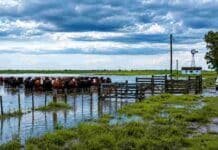Elevan al 96% las chances de un “Súper Niño” para fines de 2026: advierten por inundaciones y posible traslado de hacienda Rodeo bovino en un campo inundado con corrales anegados y camino rural bajo agua, bajo un cielo tormentoso en una zona ganadera afectada por excesos hídricos