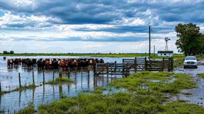 Rodeo bovino en un campo inundado con corrales anegados y camino rural bajo agua, bajo un cielo tormentoso en una zona ganadera afectada por excesos hídricos