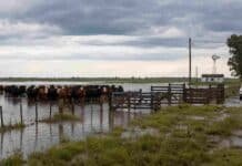 Elevan al 96% las chances de un “Súper Niño” para fines de 2026: advierten por inundaciones y posible traslado de hacienda Hacienda bovina en un campo inundado mientras una camioneta espera para colaborar en el traslado de animales ante el avance del agua.