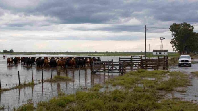 Hacienda bovina en un campo inundado mientras una camioneta espera para colaborar en el traslado de animales ante el avance del agua.