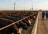 La faena bovina de abril cayó 15% respecto al año pasado: el menor nivel en años con hacienda escasa y precios en baja