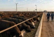 La faena bovina de abril cayó 15% respecto al año pasado: el menor nivel en años con hacienda escasa y precios en baja
