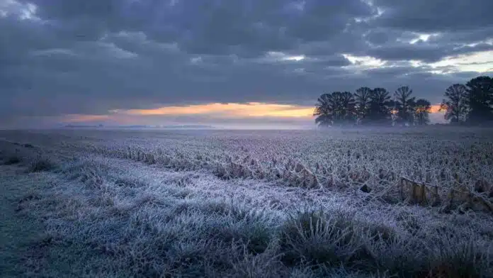 Fuerte helada sobre rastrojo y pasturas en un campo de la Pampa Húmeda argentina al amanecer, con cielo cubierto y ambiente frío de ingreso invernal