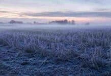 Heladas, nieblas y vientos con ráfagas: cómo cierra mayo para el campo Campo agrícola de la pampa argentina cubierto por una fuerte helada al amanecer, con rastrojo de soja, niebla baja y ambiente invernal.