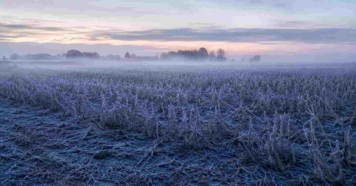 helada-campo-rastrojo-soja-niebla-pampa-argentina-ruralnet Campo agrícola de la pampa argentina cubierto por una fuerte helada al amanecer, con rastrojo de soja, niebla baja y ambiente invernal.