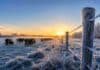 Heladas de hasta -4°C congelan el campo y avanzan sobre 15 provincias Campo cubierto por heladas al amanecer con ganado bovino y alambrados congelados bajo temperaturas extremas en una zona rural argentina.