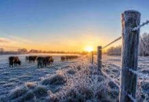 Heladas de hasta -4°C congelan el campo y avanzan sobre 15 provincias Campo cubierto por heladas al amanecer con ganado bovino y alambrados congelados bajo temperaturas extremas en una zona rural argentina.