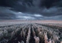 Heladas, frío intenso y cielos cargados: el pronóstico agropecuario completo para el 20, 21 y 22 de mayo en la Argentina Campo agrícola argentino cubierto de heladas intensas bajo un cielo oscuro y cargado de nubes, representando el pronóstico de frío intenso para el 20, 21 y 22 de mayo