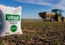 “El trigo va por escalera y la urea por ascensor”: la siembra 2026/27 pierde 300.000 hectáreas en la zona núcleo Bolsa de urea en lote agrícola con tractor fertilizando un cultivo de trigo en implantación en la región pampeana argentina.