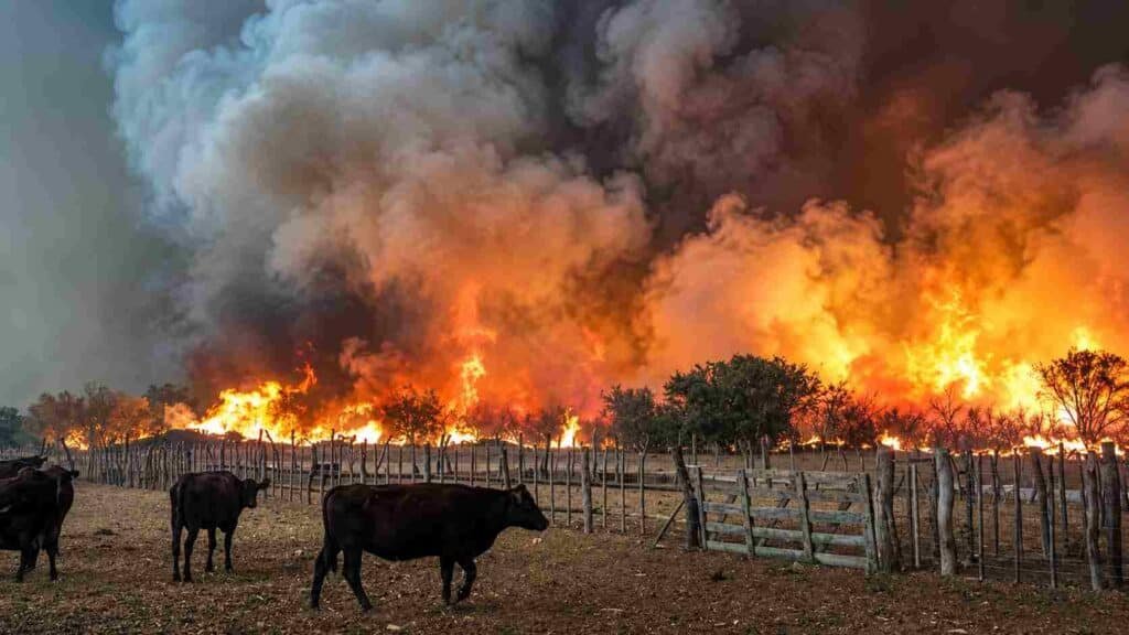 Incendio rural avanza detrás de un alambrado con ganado en primer plano, humo denso y llamas intensas en un campo de La Pampa.