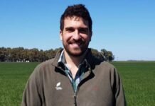 Rinde de indiferencia en 5 t y costos en alza: la estrategia que puede definir la campaña de trigo Ingeniero agrónomo en un lote de trigo en crecimiento en campo argentino, evaluando el cultivo bajo cielo despejado y condiciones productivas.