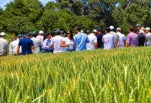 El trigo recupera márgenes y DONMARIO apuesta a tres nuevas variedades para la campaña 2026/27 Jornada técnica de Don Mario con productores y asesores recorriendo un lote de trigo en el campo