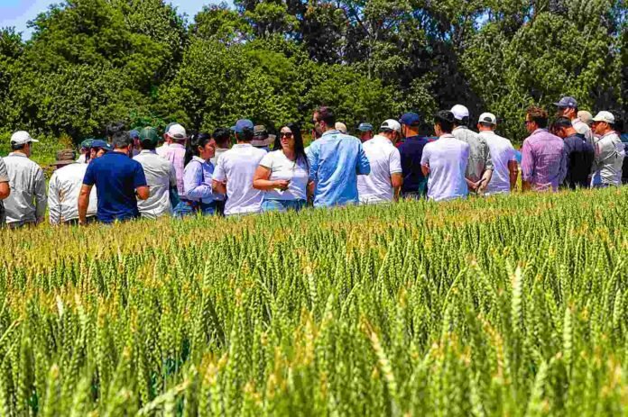 Jornada técnica de Don Mario con productores y asesores recorriendo un lote de trigo en el campo
