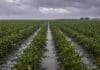Córdoba registró lluvias récord en abril y mejoró las reservas hídricas para la campaña fina Lluvia sobre un lote de soja en estado R5 con charcos entre los surcos y cielo oscuro de tormenta en un campo argentino