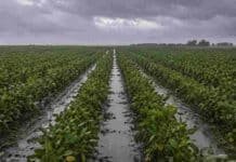 Córdoba registró lluvias récord en abril y mejoró las reservas hídricas para la campaña fina Lluvia sobre un lote de soja en estado R5 con charcos entre los surcos y cielo oscuro de tormenta en un campo argentino