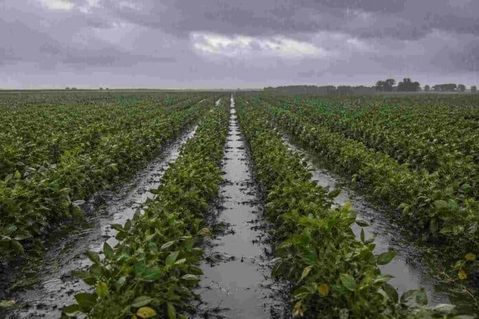 lluvia-charcos-soja-r5-campo-ruralnet Lluvia sobre un lote de soja en estado R5 con charcos entre los surcos y cielo oscuro de tormenta en un campo argentino