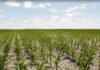 Nidera en Maizar: el 19% del rinde se pierde antes de cosechar y la calidad de siembra es el principal culpable Lote de maíz en desarrollo bajo cielo parcialmente nublado, imagen ilustrativa sobre producción agrícola y cultivos extensivos en Argentina.