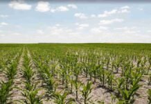 Nidera en Maizar: el 19% del rinde se pierde antes de cosechar y la calidad de siembra es el principal culpable Lote de maíz en desarrollo bajo cielo parcialmente nublado, imagen ilustrativa sobre producción agrícola y cultivos extensivos en Argentina.